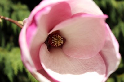 Magnolia x soulangeana - šácholan soulangeanův - květ detail